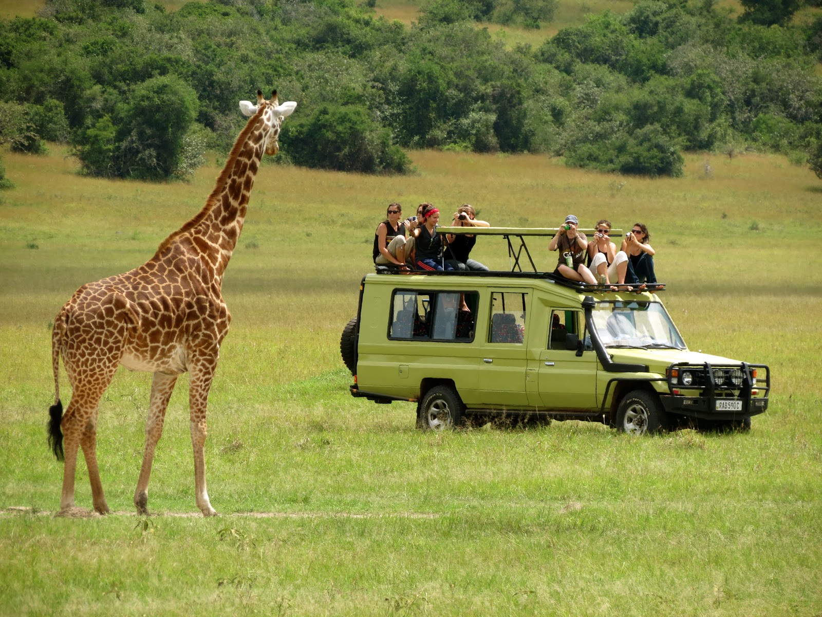 Safari Adventure